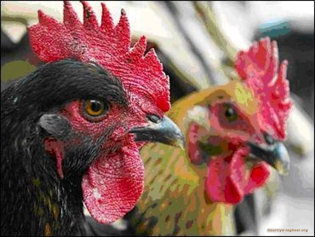 اعدام 35 ألف طائر مصاب بالفيروس إنفلونزا الطيور والفيروس باقي ويتمدد