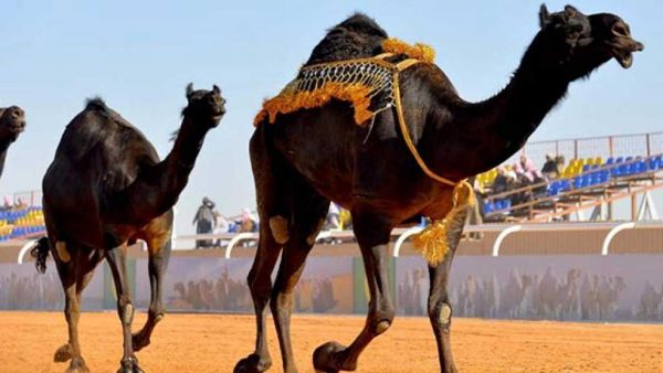 الحكومة السعودية تستغلّ مهرجانات الإبل لتفريق القبائل