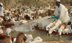 السعودية تسحب رخص استيراد الماشية من السودان