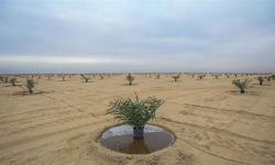 السعودية تتراجع عن استثمارات زراعية في الصحراء العراقية