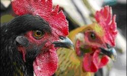 اعدام 35 ألف طائر مصاب بالفيروس إنفلونزا الطيور والفيروس باقي ويتمدد