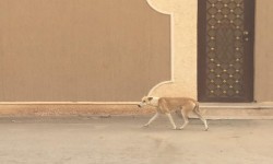 تقرير مصور - مواطن من حي الفيصلية يشكوا من الكلاب الضالة