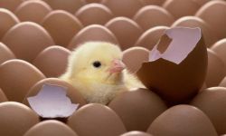 البيض يسبب مشاجرات ومشاحنات كبيرة في شوارع المملكة