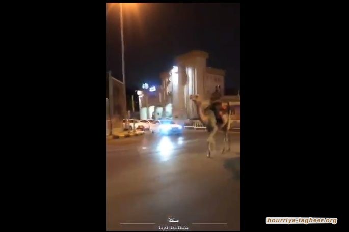 بفعلته هذه "جابلهم الكلام".. سلطات آل سعود تعتقل وكيل رقيب ذهب إلى الدوام على ظهر بعير لهذا السبب
