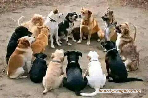 قطر تنجح بتحقيق الهدنة والسعودية نجحت في تنظيم مسابقة لجمال الكلاب