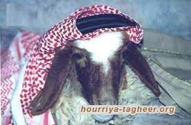 مع اقتراب عيد الأضحى… ارتفاع أسعار الاغنام في السعودية