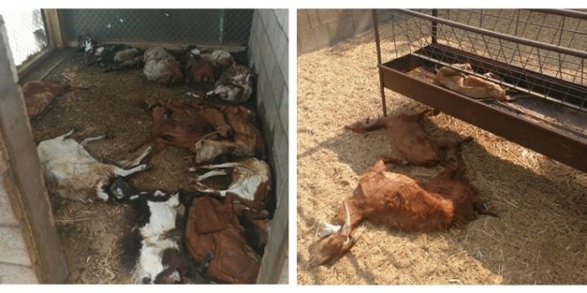 الحصار السعودي على العوامية يقتل الحيوانات في المزارع.. ويسعّر حدّة الأزمة الغذائية والاقتصادية