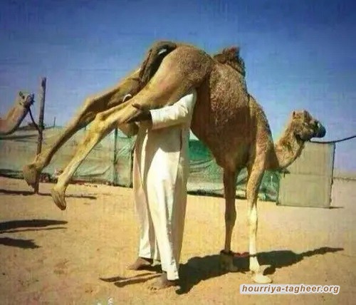 مفتي ال سعود الجديد.. يكفر ناكر فضائل بول البعير