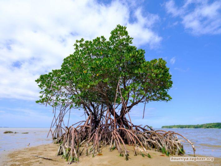 أشجار المانجروف بين كذبة ابن سلمان والواقع الميداني