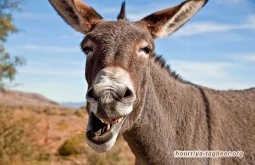 بعد الحمير والكلاب.. مطاعم تقدم جيف الحيوانات لزبائنها