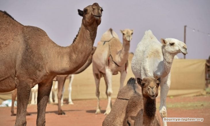 قطيع من "الإبل" يهاجم "كشتة" فتيات في الصحراء