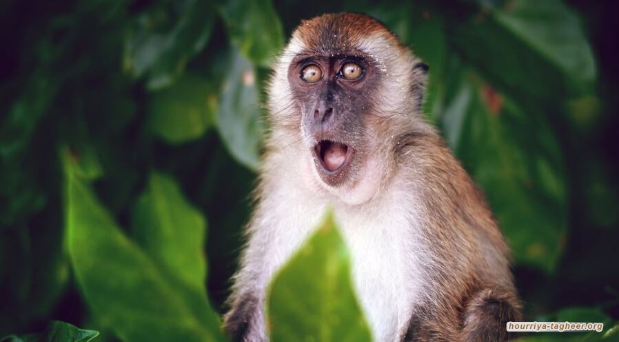 السعودية.. تسجيل إصابة بجدري القردة