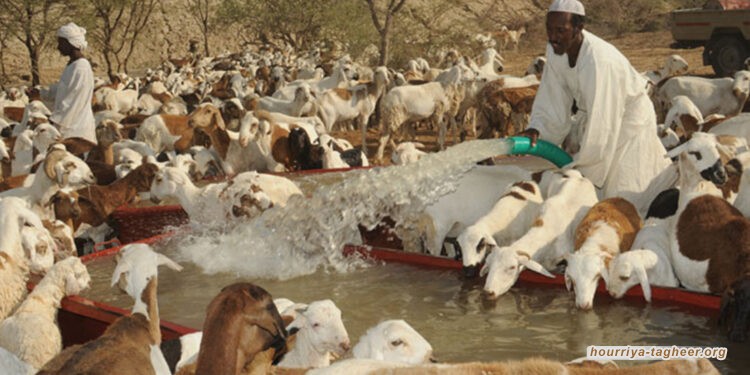 السعودية تسحب رخص استيراد الماشية من السودان