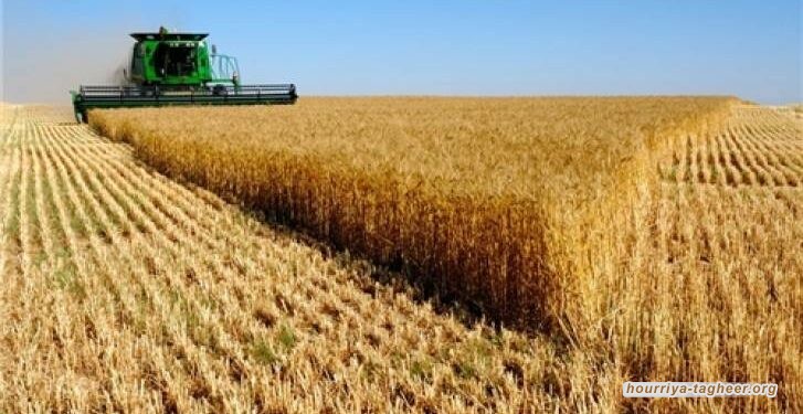 الصادرات الزراعية الروسية إلى السعودية تتضاعف بنحو 2.4 مرة