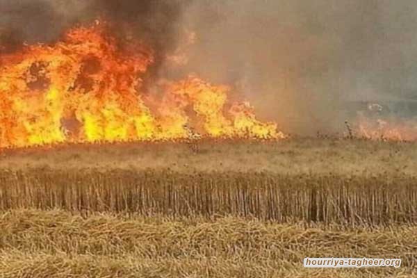 نائب عراقي يتهم السعودية والإمارات بحرق المحاصيل