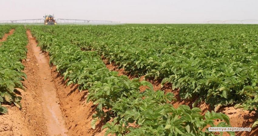 المساحة المزروعة في السعودية لا تتجاوز 3% من الأراضي الصالحة