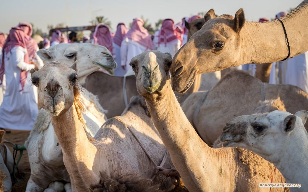 السلطات السعودية تزيل سوق الإبل بالحائر