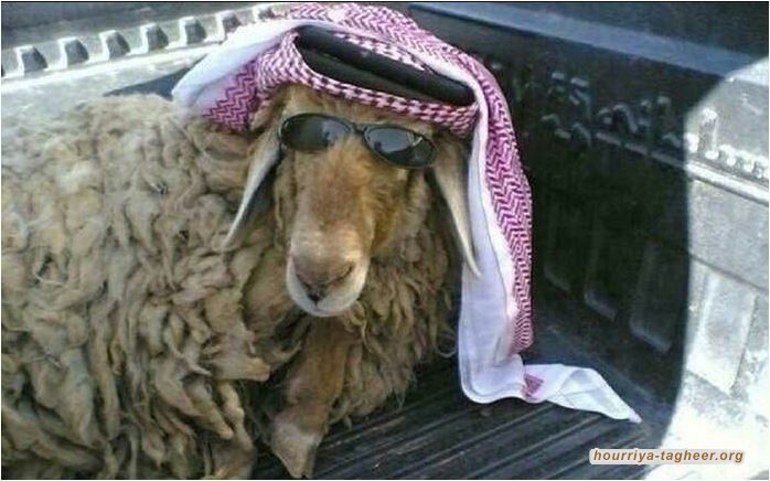 السعودية تتسبب في خسائر فادحة لمصدري الماشية بالسودان